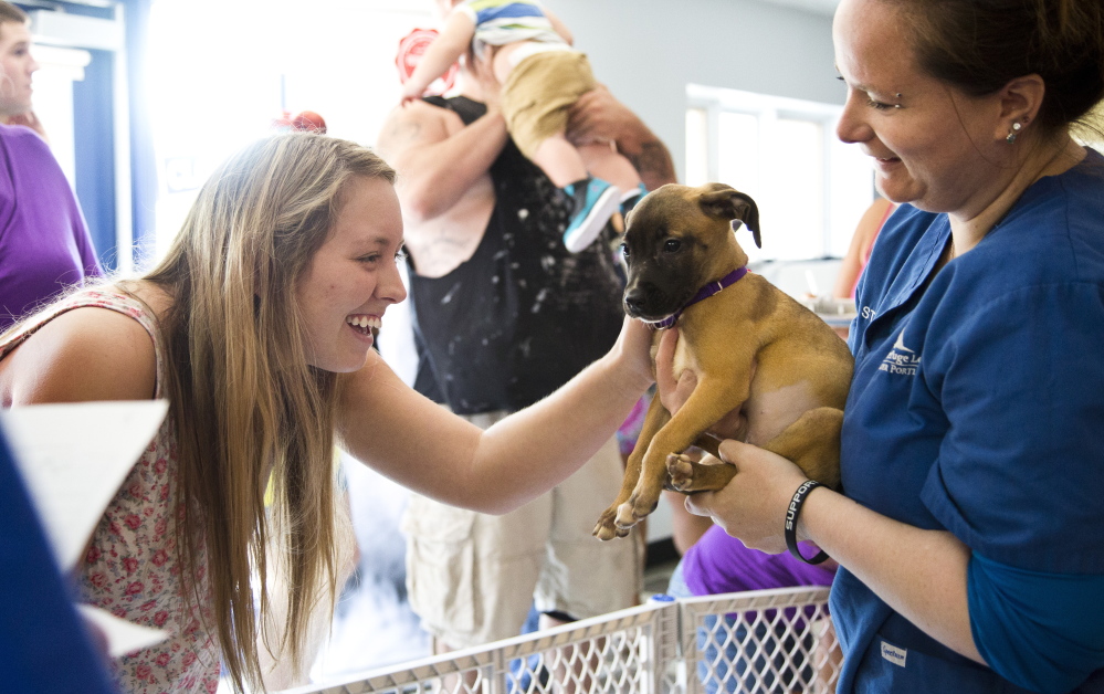 Hailey Sinnett of Westbrook goes to pet one of the four puppies that were available for adoption Tuesday at the Animal Refuge League in Westbrook.
Whitney Hayward/Staff Photographer