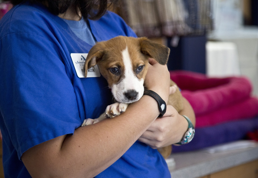 Beyonce was one of the four puppies that went up for adoption Tuesday after their rescue last week from a home in Buxton.
Jill Brady/Staff Photographer