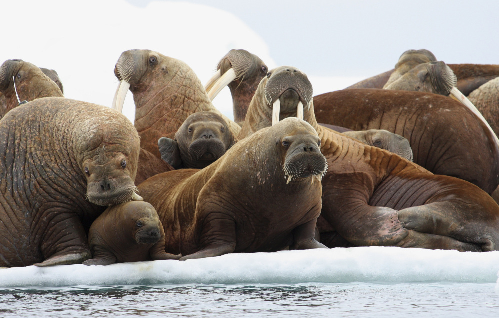 The U.S. Fish and Wildlife Service has declined for now to create artificial floating platforms for Pacific walrus that come ashore in Alaska because they lack summer sea ice. 