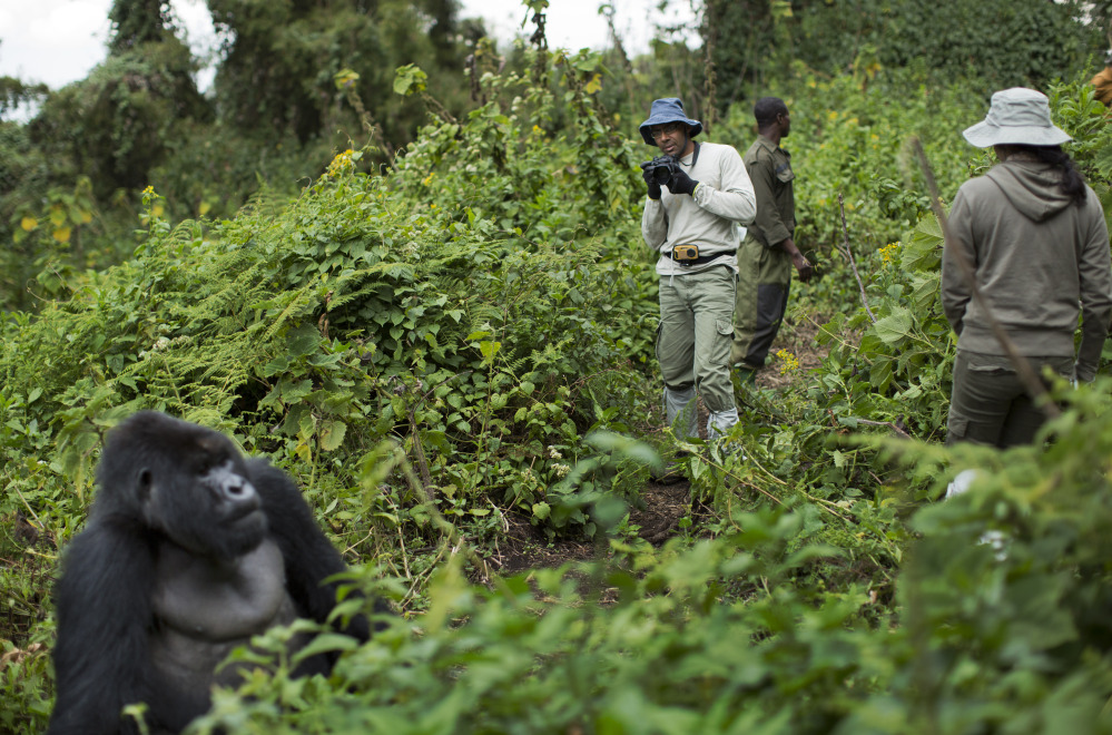 Tourist Stephen Fernandez, center, takes photos Sept. 4 of a male silverback mountain gorilla on the slopes of Mount Bisoke in Rwanda’s Volcanoes National Park. The population of the endangered subspecies is estimated to be just 900.