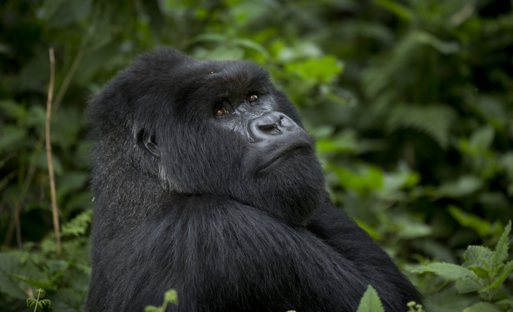A male silverback mountain gorilla sits in the dense forest on the slopes of Mount Bisoke volcano in Volcanoes National Park in northern Rwanda. Deep in Rwanda’s steep-sloped forest, increasing numbers of tourists are heading to see the mountain gorillas, a subspecies whose total population is an estimated 900 and who also live in neighboring Uganda and Congo.
