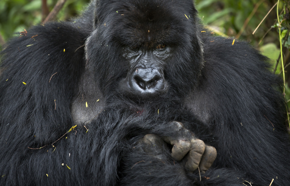 This male silverback gorilla belongs to the the family of mountain gorillas named Amahoro, which means “peace” in the Rwandan language.