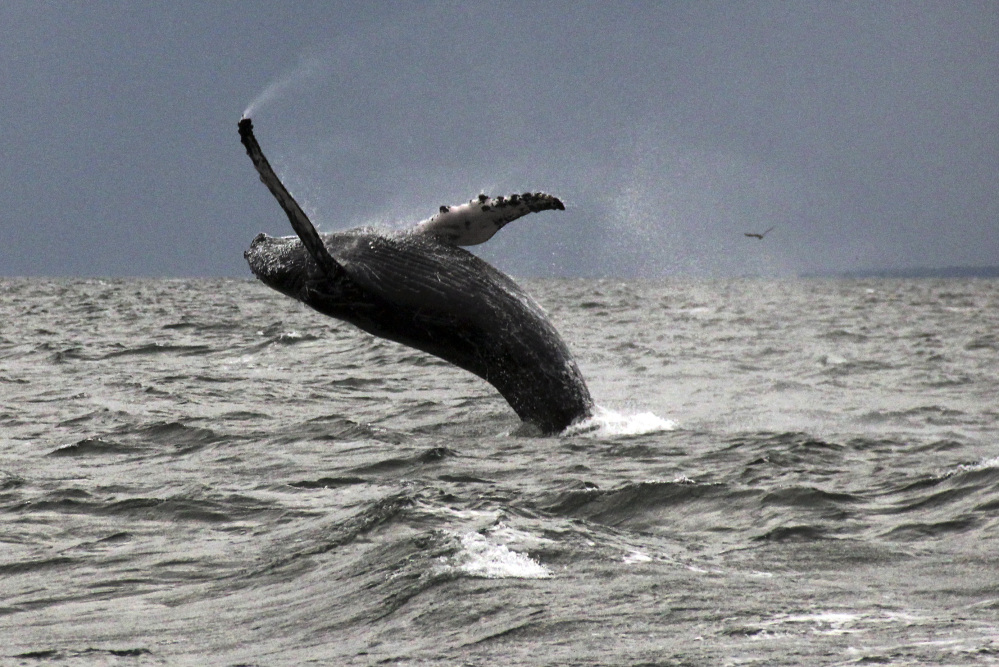 One of a number of humpback whales that have returned to Long Island Sound this summer after an absence of many years.
