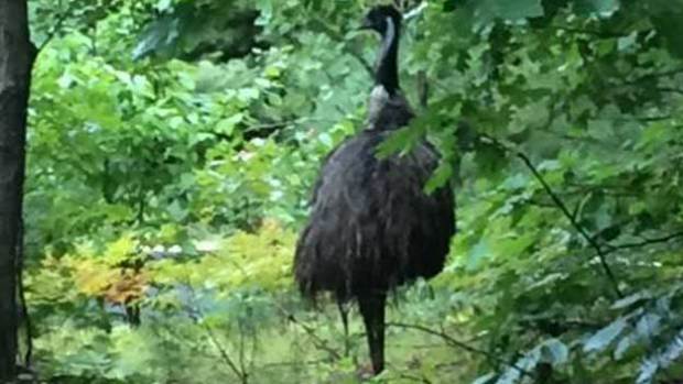 “Over the last two days we have had several reports of an emu wandering around town,” Bow police said in a Facebook post Sunday. 