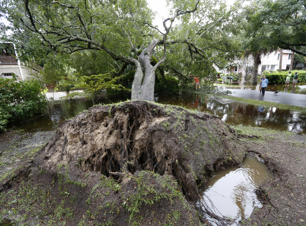 Neighbors watch employees with the city of Isle of Palms cut down a live oak tree that fell down on 23rd Avenue after heavy rains fell on Isle of Palms, South Carolina, on Sunday.
