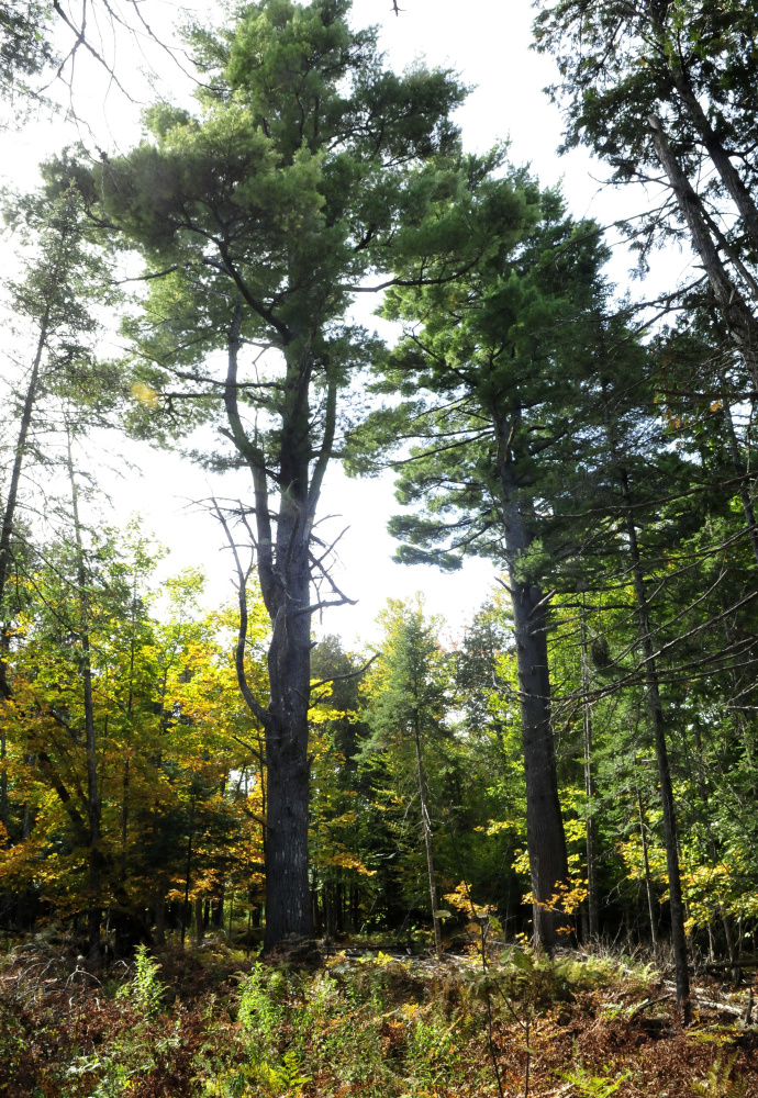 A trail passes between two huge pine trees on 40 acres that former Madison teacher George Jacobs, who died in 1986, left to the town of Madison. Known as Jacobs Pines, the property is supposed to be cared for by the Library Board of Trustees, under the terms of Jacobs’ will. The current library board says it feels unequipped to deal with the property, but the Somerset Woods Trustees are willing to take it on.