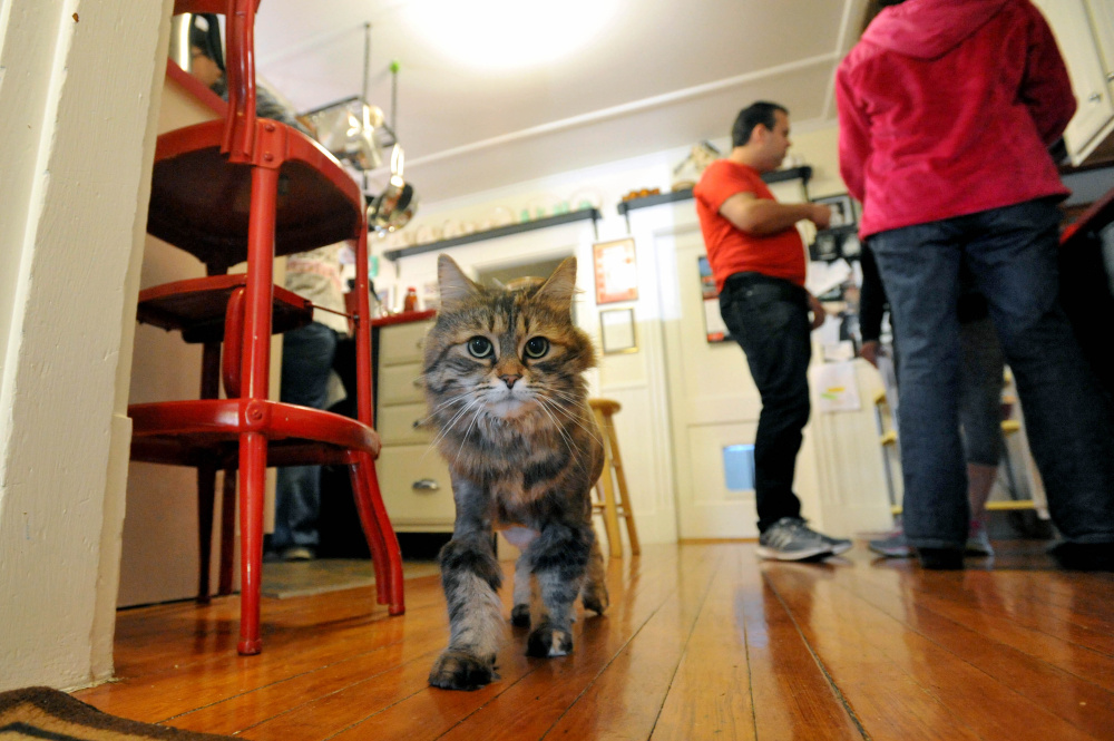 May, a Maine coon cat, walks through his kitchen at Chris Moody’s residence on Summer Street in Waterville before a South End Neighborhood Association meeting on Saturday. The meeting included a discussion about a new program that helps low-income residents get health care for pets.
