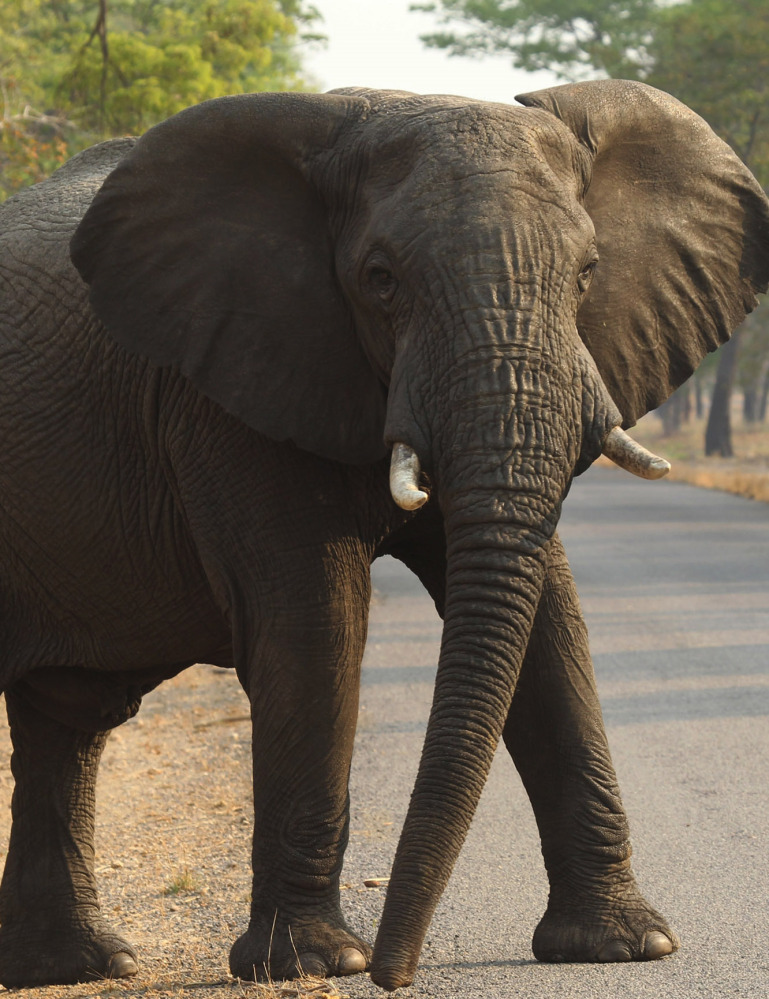 An elephant crosses a road in Hwange National Park, Zimbabwe. “Cyanide poisoning is becoming a huge problem here,” said conservationist Trevor Lane.