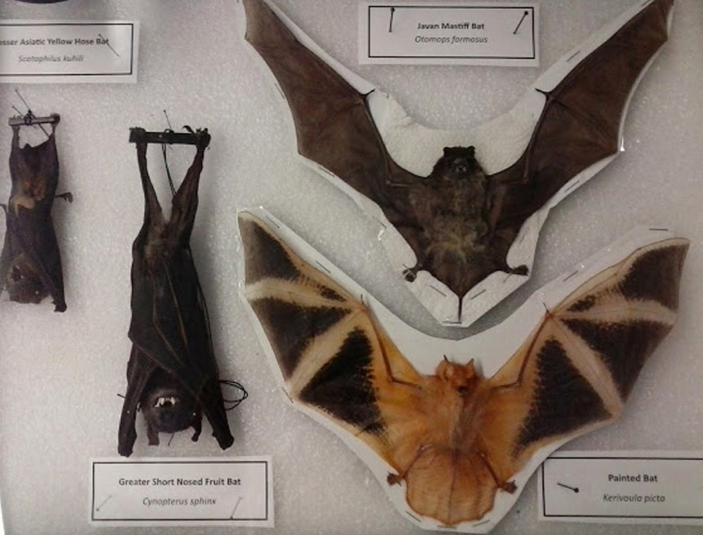 Bats at L.C. Bates Museum.