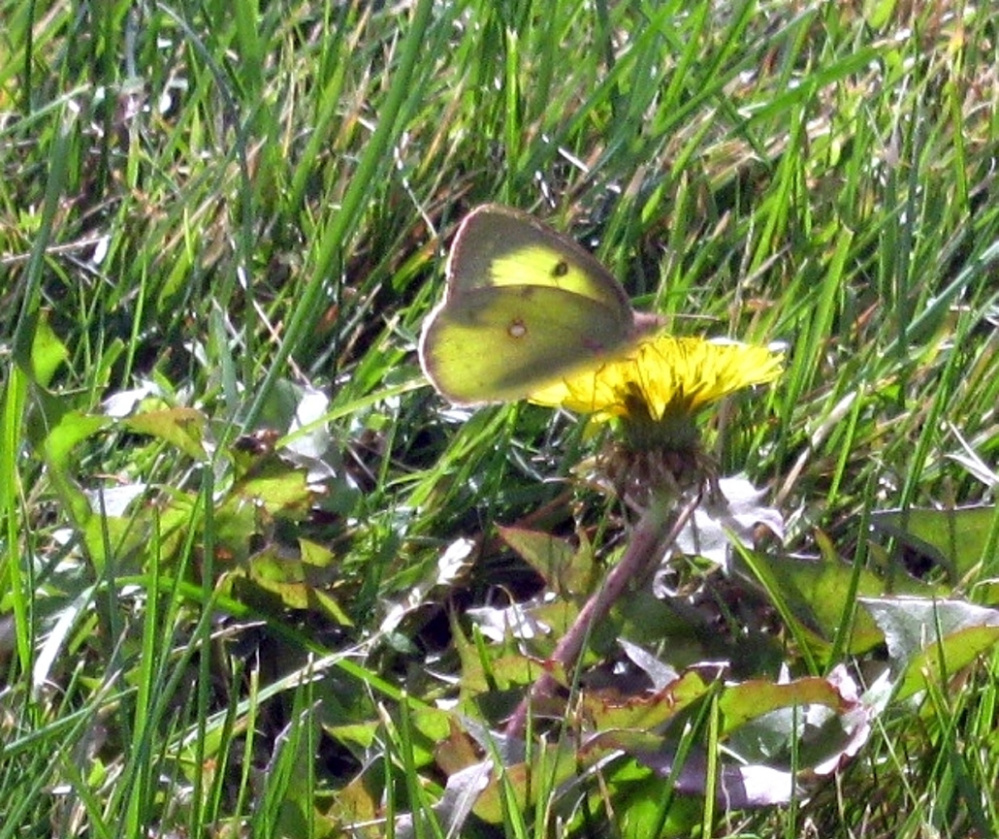 A clouded sulphur butterfly alights on a hawkweed blossom this fall in the Unity park.