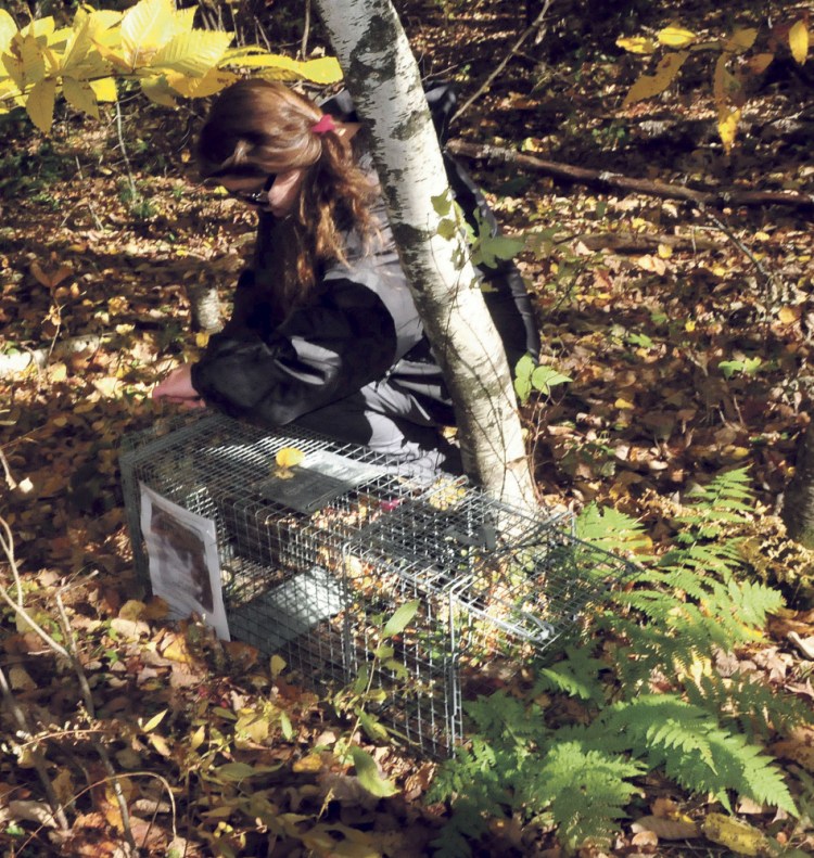 Kathy LaCroix checks the bait in a live trap set in the woods near her home in Clinton on Monday. LaCroix is desperately search for her missing cat named Dracula and a tracking dog led her to the site.