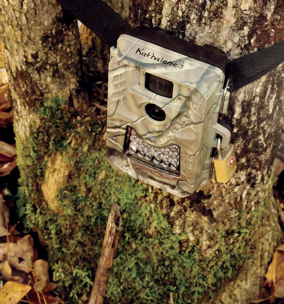 A game camera is aimed at a baited live trap in the woods in Clinton on Monday by Kathy LaCroix in hopes that missing cat Dracula will take the bait.