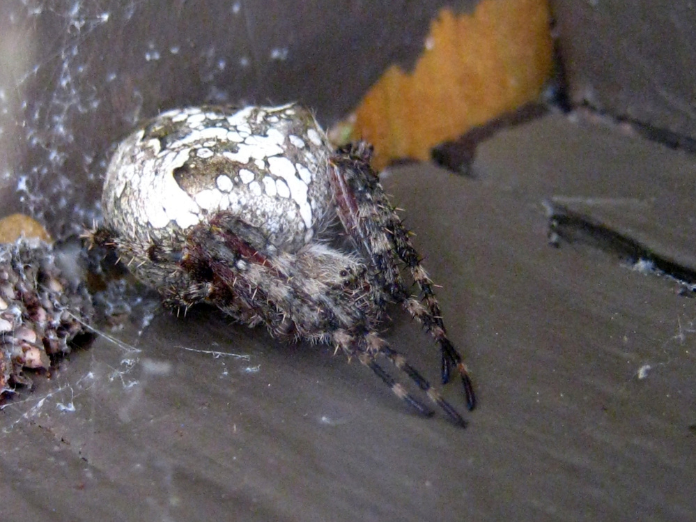 This orb-weaver lived under the railing of the deck in Troy right into October.
