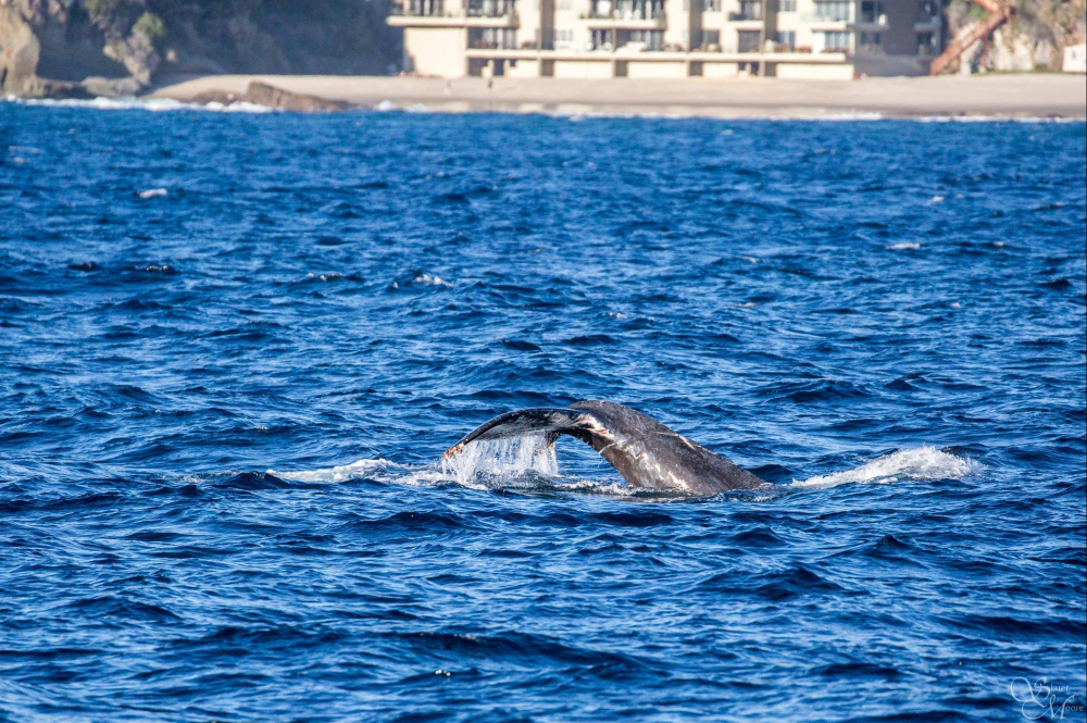 A humpback whale is entangled in more than 100 feet of fishing line off the Southern California coast Friday, as seen during a whale watching trip in Long Beach, Calif. The whale has been moving south along the Southern California coast.