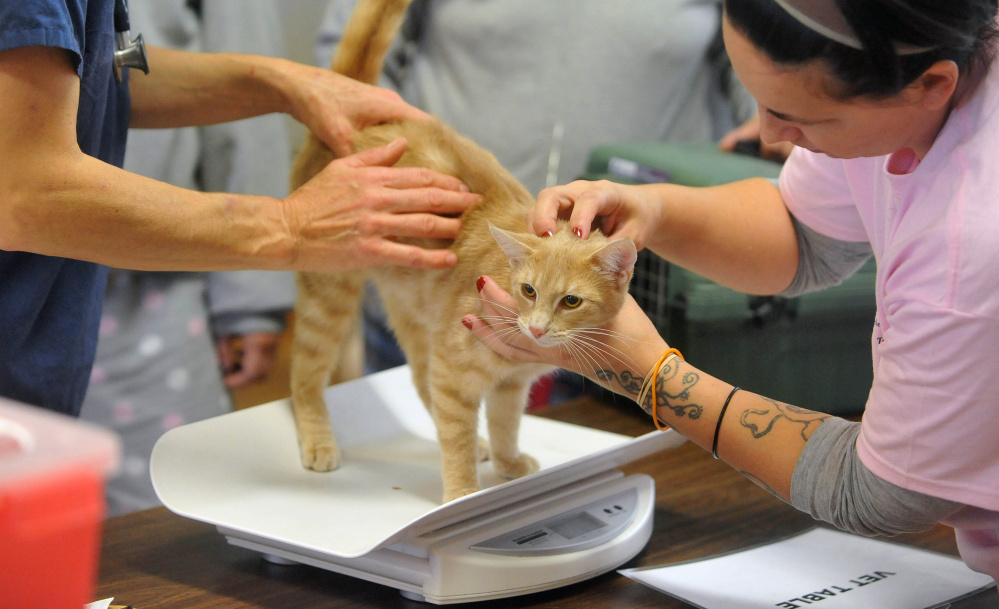 Dozens of cats were among the pets that received check ups at the free wellness clinic at the American Legion Hall on College Avenue in Waterville for low-income residents on Saturday