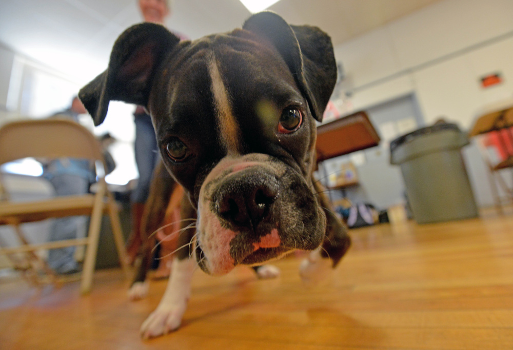 Melissa Bernier’s boxer, Cassidy, sniffs around the American Legion Hall on College Avenue in Waterville during a pet clinic in Waterville on Saturday. The free wellness clinic for pets is funded by a grant from PetSmart Charities that targets low-income animal owners.