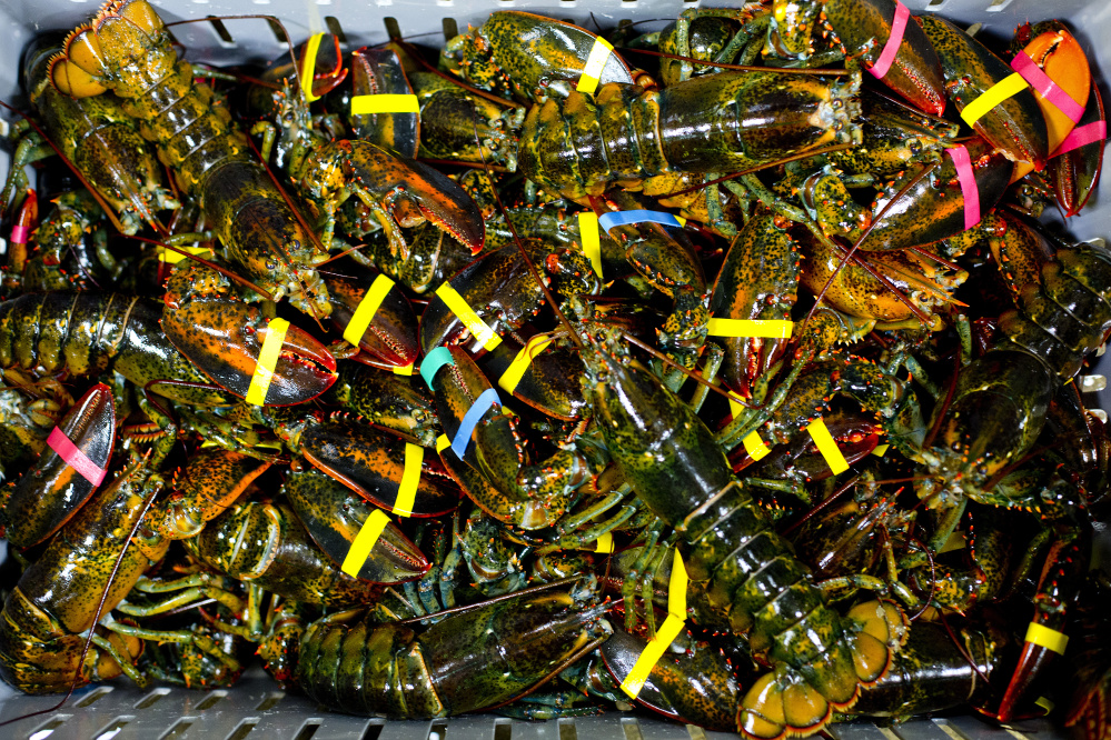 Small lobsters sit in a crate before being unloaded at Free Range Fish & Lobster on Commercial Street in Portland. Dealers are paying Maine lobstermen around $4 a pound for lobsters, 50 cents to $1 more than last year.