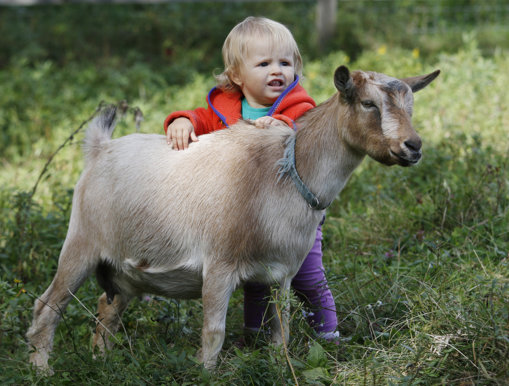 Nell Carbone, 1, pets a Nigerian Dwarf goat at Sunflower Farm Creamery in Cumberland during Maine Open Creamery Day on Sunday. (Photo by Joel Page/Staff Photographer)