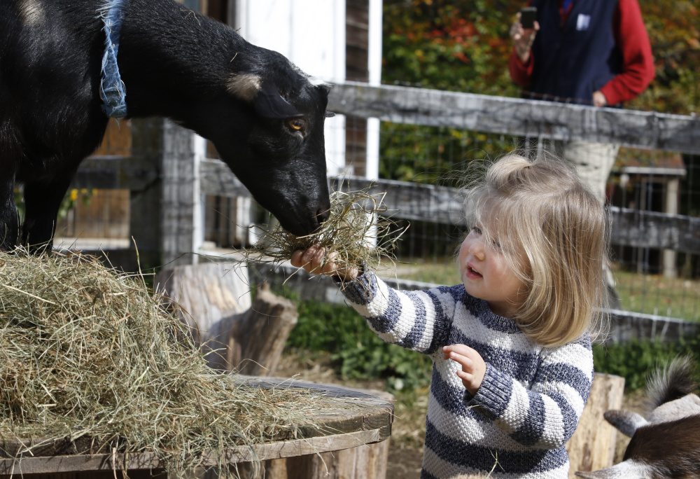 Adelaide Puljo, 2 , offers hay to a Nigerian Dwarf Goat at Sunflower Farm Creamery during Maine Open Creamery Day on Sunday in Cumberland.
