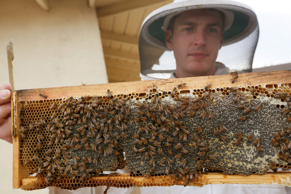 Los Angeles beekeeper Rob McFarland, who has kept bees on the roof of his Los Angeles house for the past three years, no longer has to operate in a legal gray area in Los Angeles.
