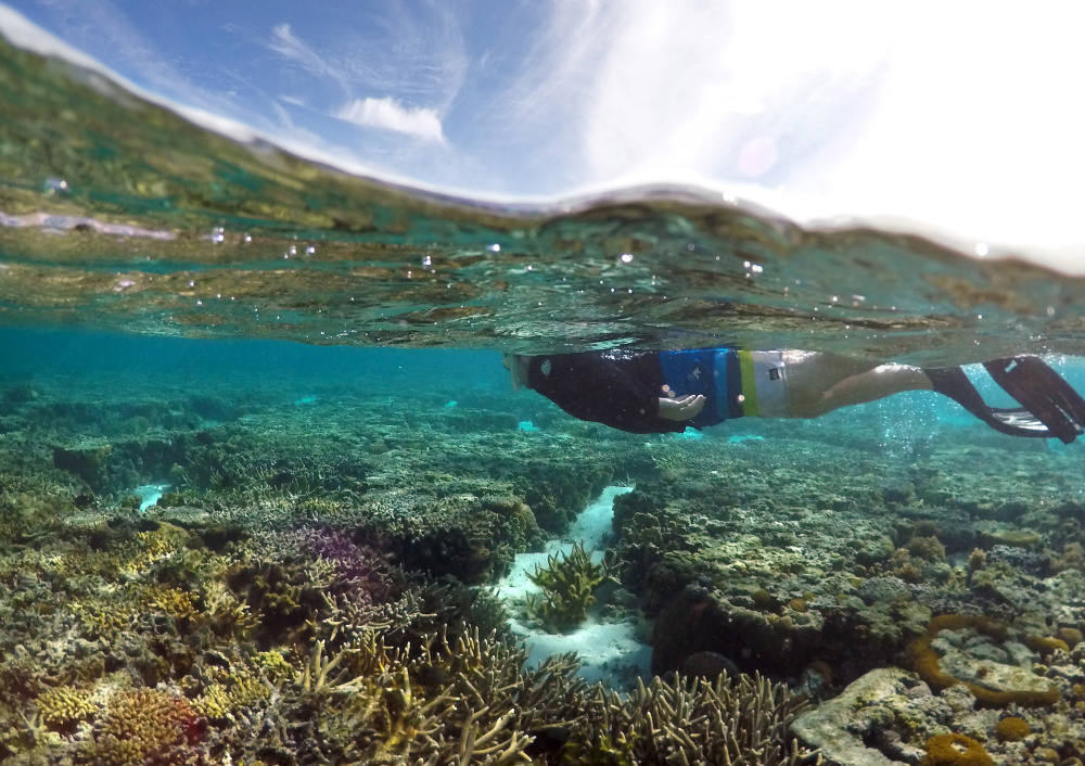 A tourist snorkels above coral in the lagoon on Lady Elliot Island in Queensland, Australia, in June. A study released Tuesday shows that sunscreen is killing coral and reefs around the globe.