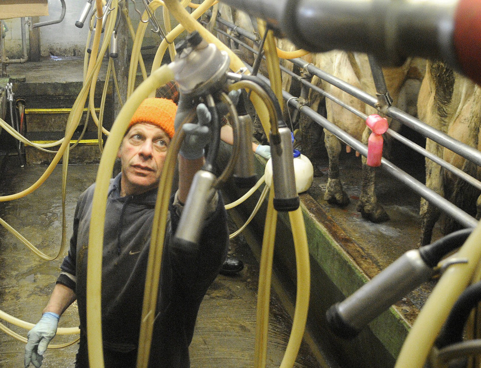 Spencer Aitel of Two Loons Farms tends to his dairy in South China. A Harvard University study finds Maine’s food industry fragmented.