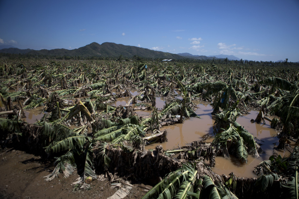 Banana trees lie toppled in mud and floodwaters at a devastated banana plantation outside Cihuatlan, Jalisco state, Mexico, on Sunday. 