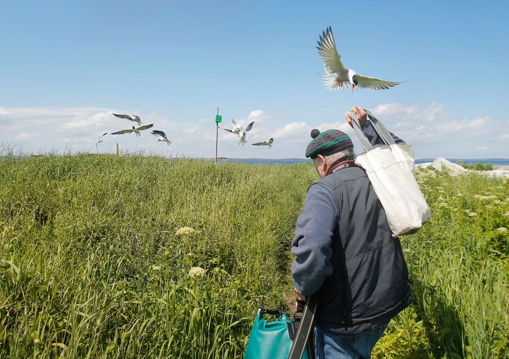 Maine puffins are rebounding and enjoying sand lance