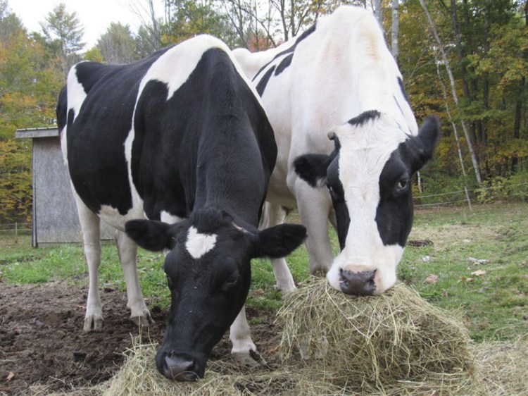 Isadora and Theodore, pet Holsteins owned by Daria Goggins of Richmond, were kshot and killed Friday.