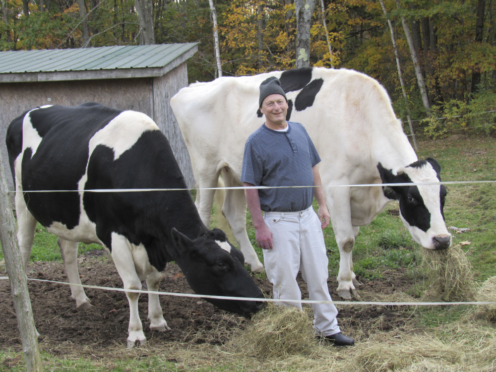 Mark Goggins stands with Isadora and Theodore, pet Holsteins owned by Daria Goggins of Richmond, recently. The animals, which their owner said were the largest Holsteins in Maine, were shot and killed Friday.