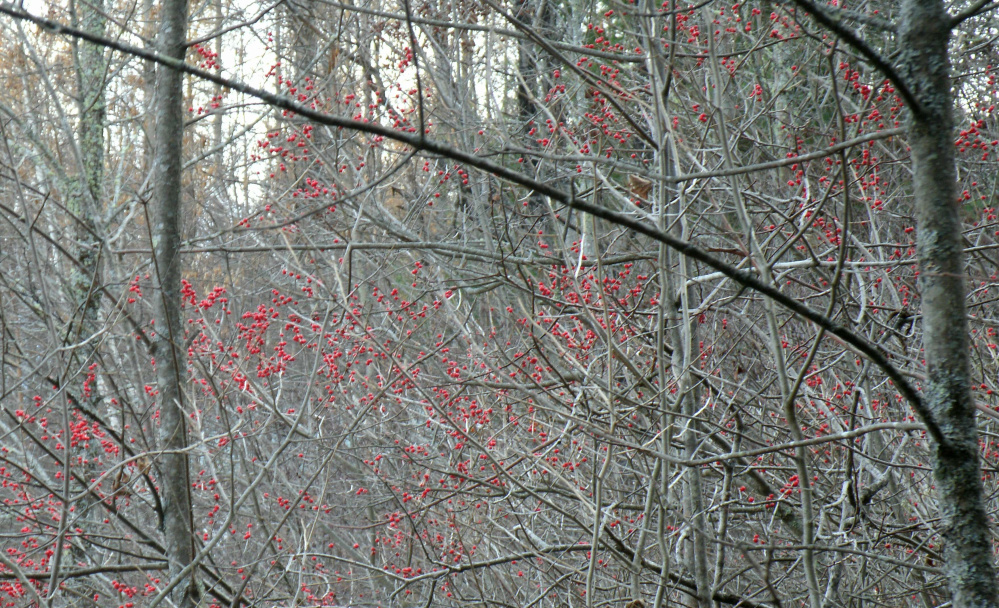 Winterberries off the beaten track at the Unity park this month.