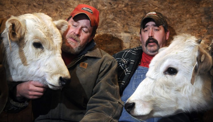 Troy Chase, left, and Peter Poland with two of the three bulls Chase bought in Kentucky, Bo, left, and Luke, at Chase’s farm in Pittston on Monday. Chase Poland and the bull calves survived a crash in New Jersey on Sunday that claimed the lives of three people.