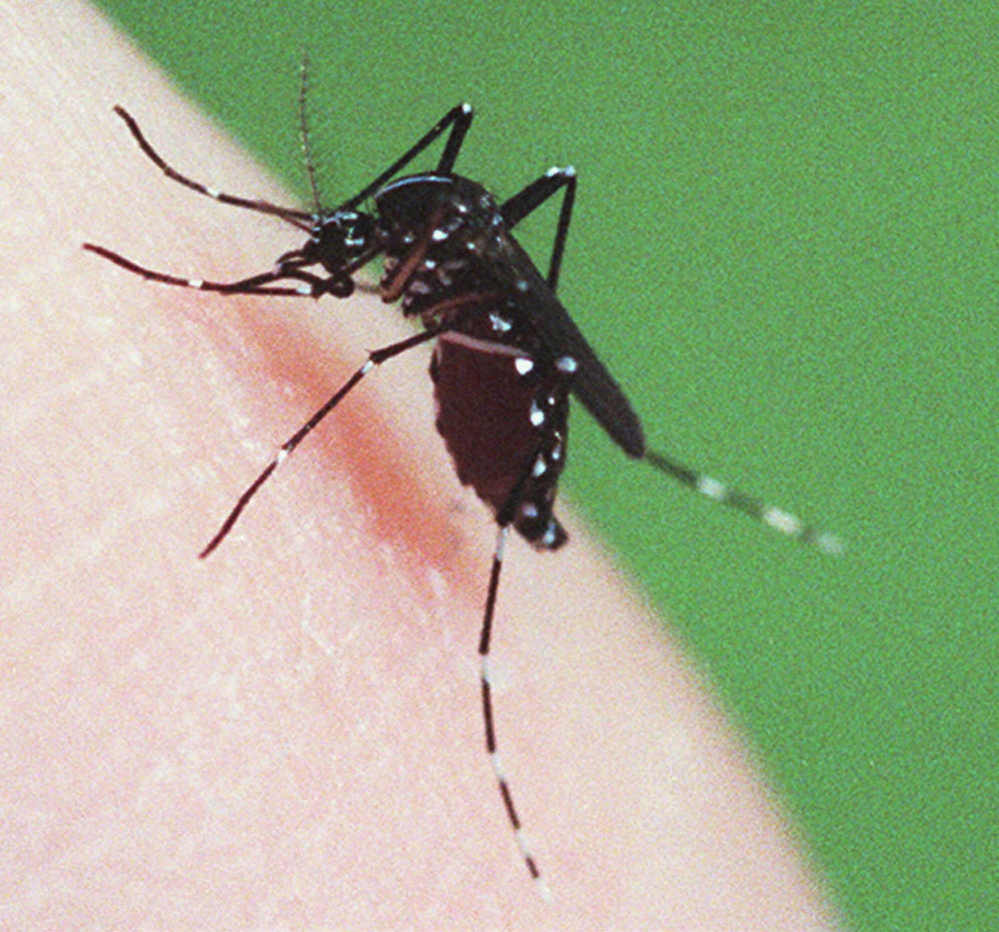 The Culiseta melanura mosquito is a known carrier of Eastern equine encephalitis. The Maine Center for Disease Control has confirmed the state’s first death from EEE, in an adult from York County.