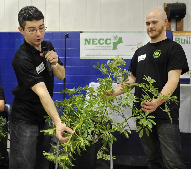 Derek Carme, left, explains how pruning procedures improve the yield of the marijuana plant, with assistant Pat Jordan, at the Portland Cannabis Convention at Hill Gymnasium on the USM campus in Portland. Gordon Chibroski/Staff Photographer