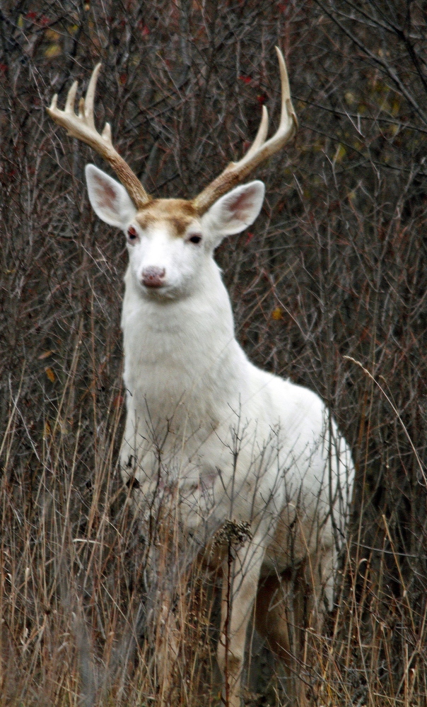 A white buck stands in underbrush at the former Seneca Army Depot in central New York.