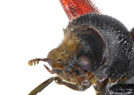 The head of a powderpost beetle.