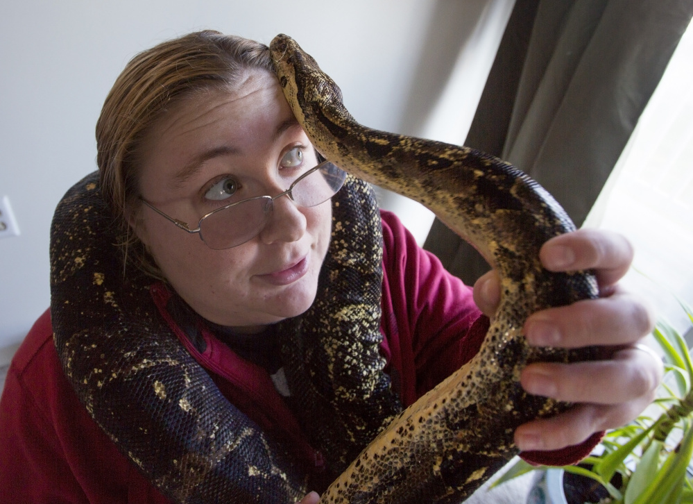 Hades, a red-tailed boa, wraps itself around Karrie Herring at her Scarborough home. Officials in Maine say there are good reasons to limit trade in exotic wildlife, which has flourished thanks to online classified sites; aside from the potential threats to public safety, some invasive species can also pose risks to native fauna.