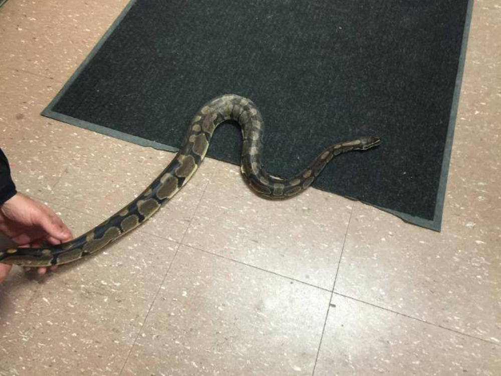 Fairfield police caught this python that found its way into a Main Street apartment Monday night and tried to eat parakeets.