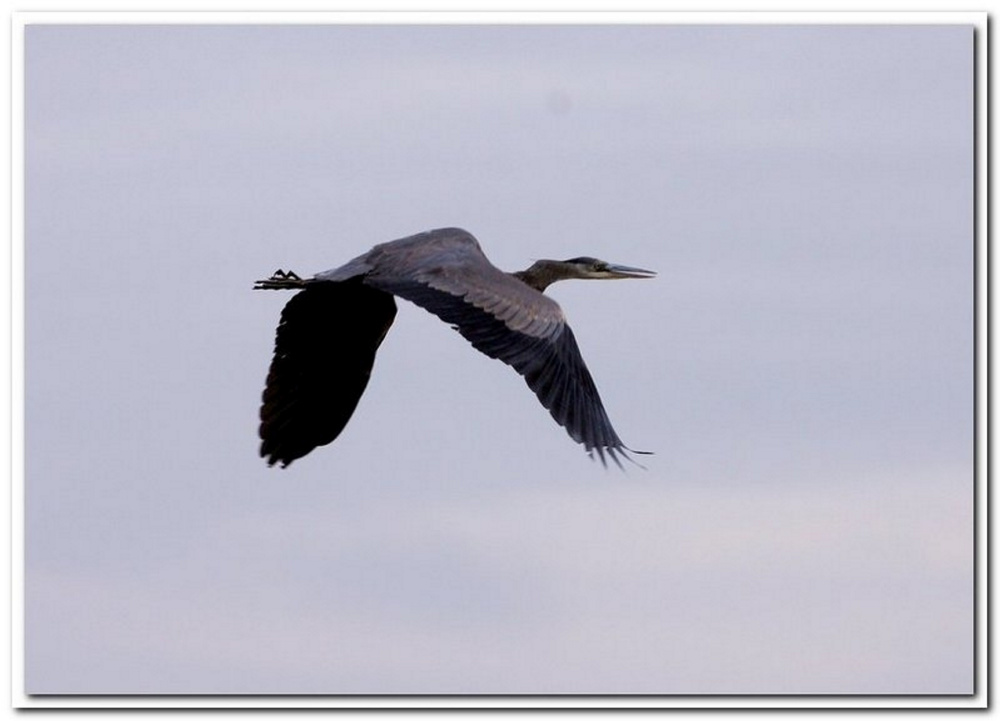 A young great blue heron glides over Lamonie in 2009.