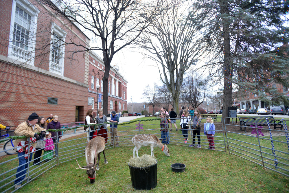 Reindeer graze on the grass of Castonguay Square on Saturday during the Downtown Waterville Open House.