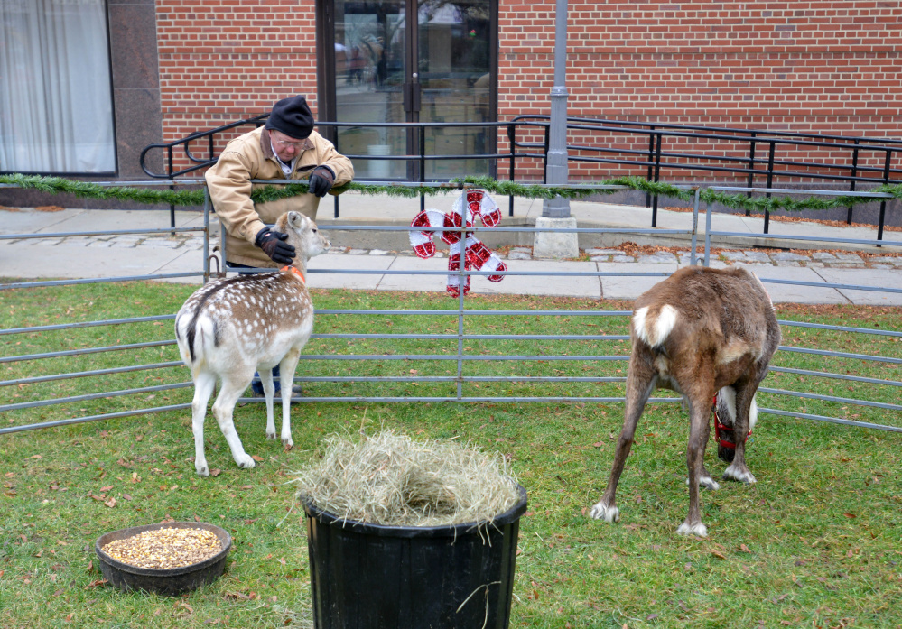 Reindeer graze on the grass of Castonguay Square on Saturday during the Downtown Waterville Open House.