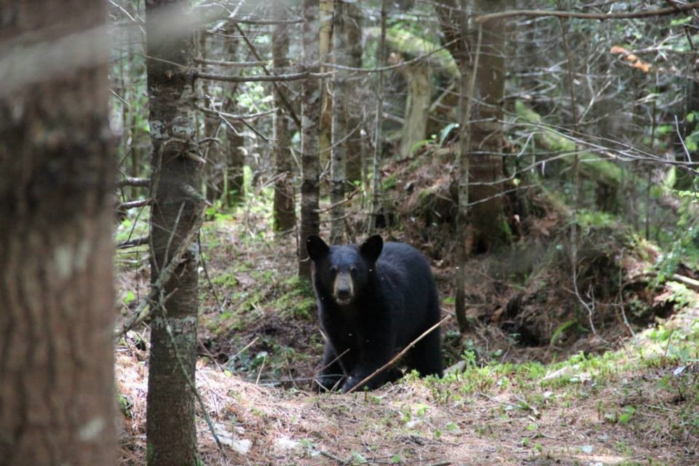 A black bear as photographed by Unity College Bear Study team members in 2013. The school’s three-year study shows that bears are returning to the Unity area after more than a century of scarcity.