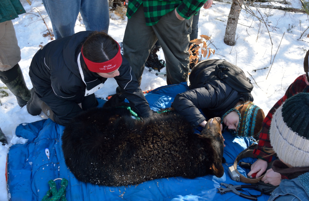 Members of the Unity College Bear Study team work to collar a black bear in February 2014.