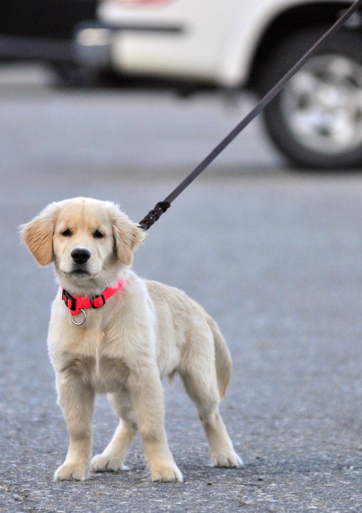 AmyLou Craig’s puppy Brewer stands on Nov. 24 in a parking lot near the Kennebec River Rail Trail in Augusta.