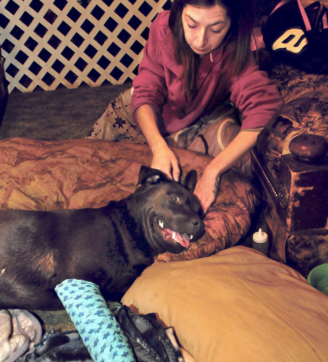 Becky Nutter comforts her seriously injured dog, Diesel, on Tuesday. Diesel was hit by a car, possibly in the family’s front yard, on the Middle Road in Sidney on Monday. The dog has two broken front legs and will likely be euthanized.