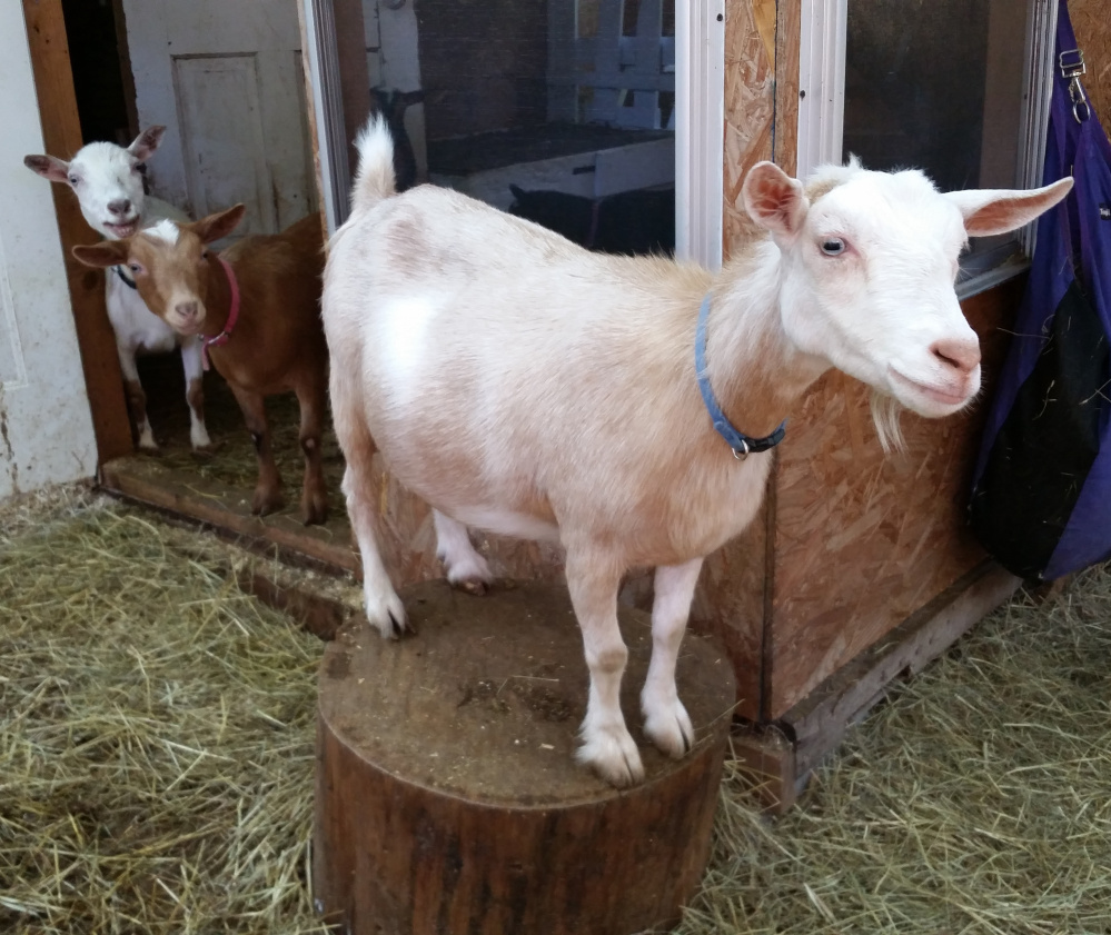 Stelli stands on a stump outside her little goat house with her herdmates, Angel and Evie looking on. 
