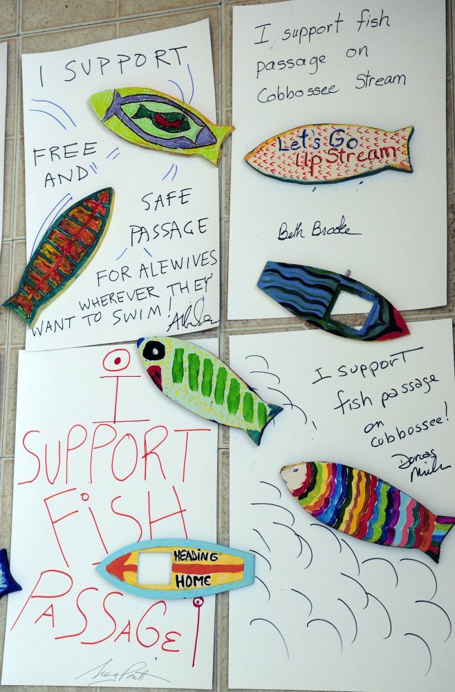 Colorful fish that are part of the alewife restoration project in Gardiner.