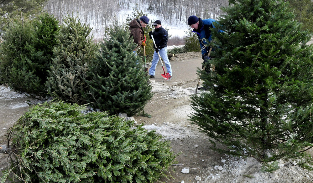 Volunteers set out some of the 200-plus Christmas trees that will form a maze at Saturday’s Quarry Road Winter Carnival in Waterville. From left Jeff Taylor, Mark Lessard and Jeff Melanson place the trees in snow.