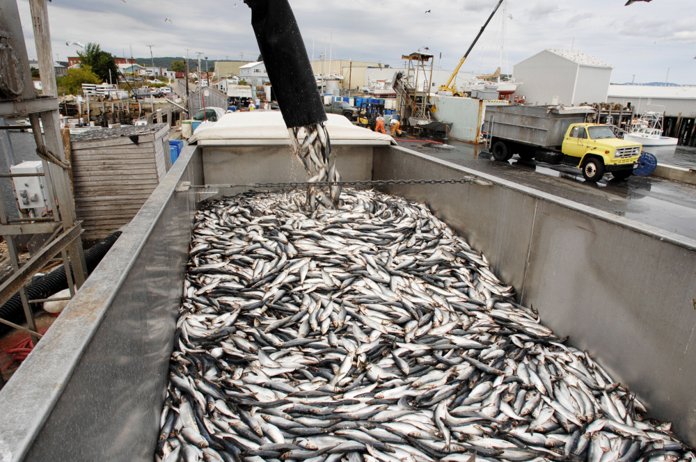 Jack Milton/Staff Photographer: The fishing boat Western Sea unloads its catch of 400,000 pounds of herring Thursday, September 6, 2007. These herring will be used as lobster bait.