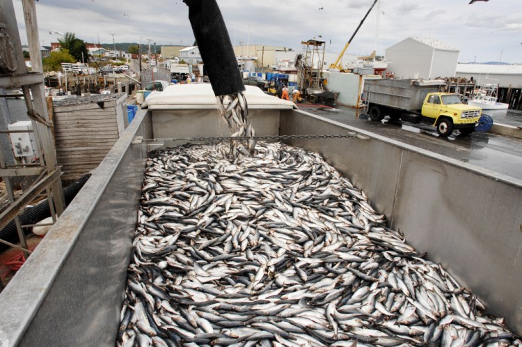 Herring landed in Portland and elsewhere is important as lobster bait. The New England Fishery Management Council voted Tuesday to consider ways to revise the rules on haddock bycatch for fishermen on Georges Bank.